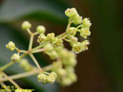 Imagem de Staphylea japonica (Thunb.) Mabb.