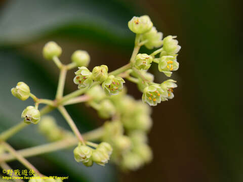 Image of Staphylea japonica (Thunb.) Mabb.