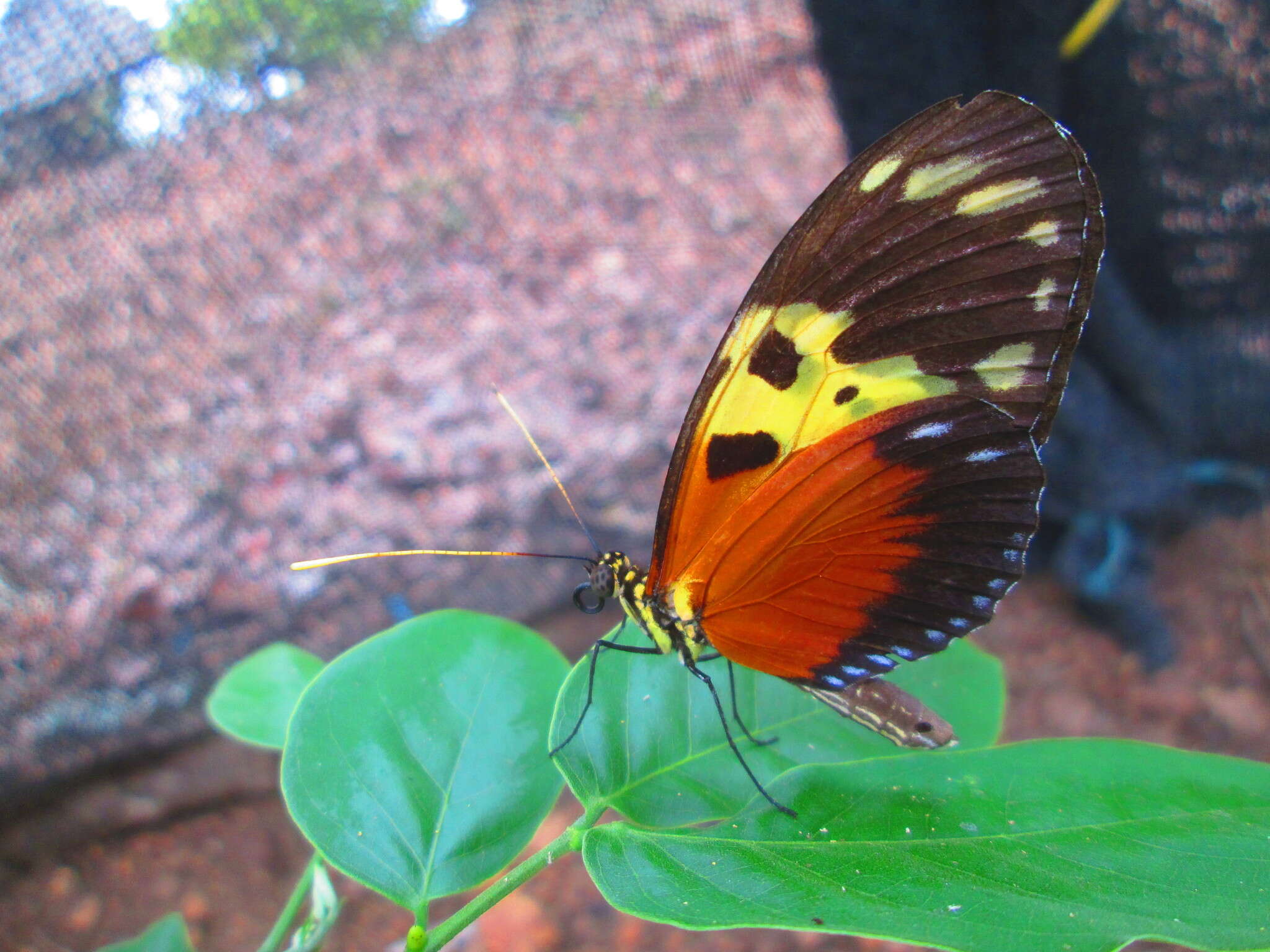 Image of Heliconius hecale melicerta