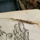 Image of Carex minor (Kük.) K. A. Ford