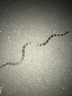 Image of Stephens's Banded Snake