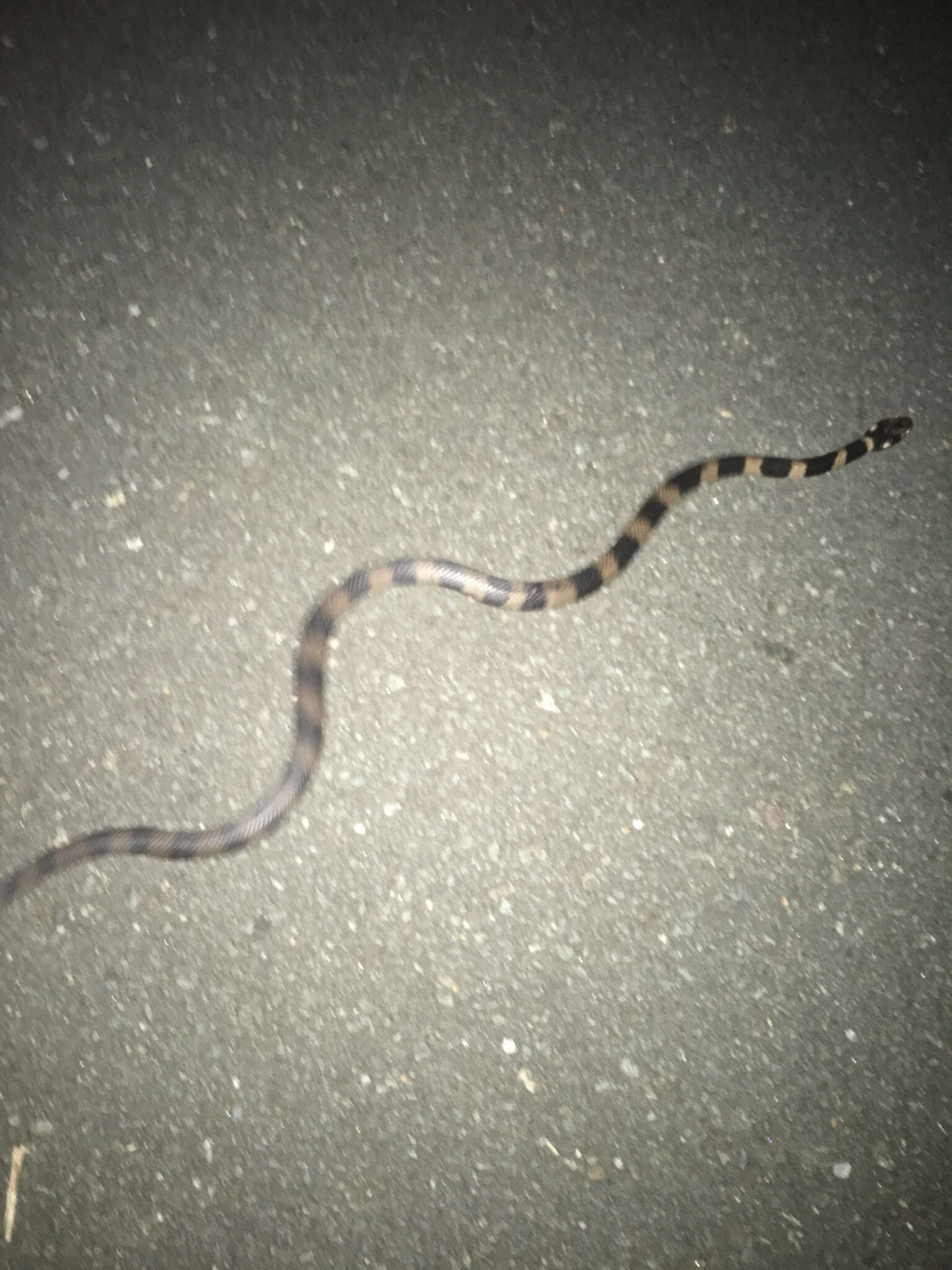 Image of Stephens's Banded Snake