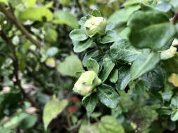 Image of Coyote Brush Bud Gall Midge