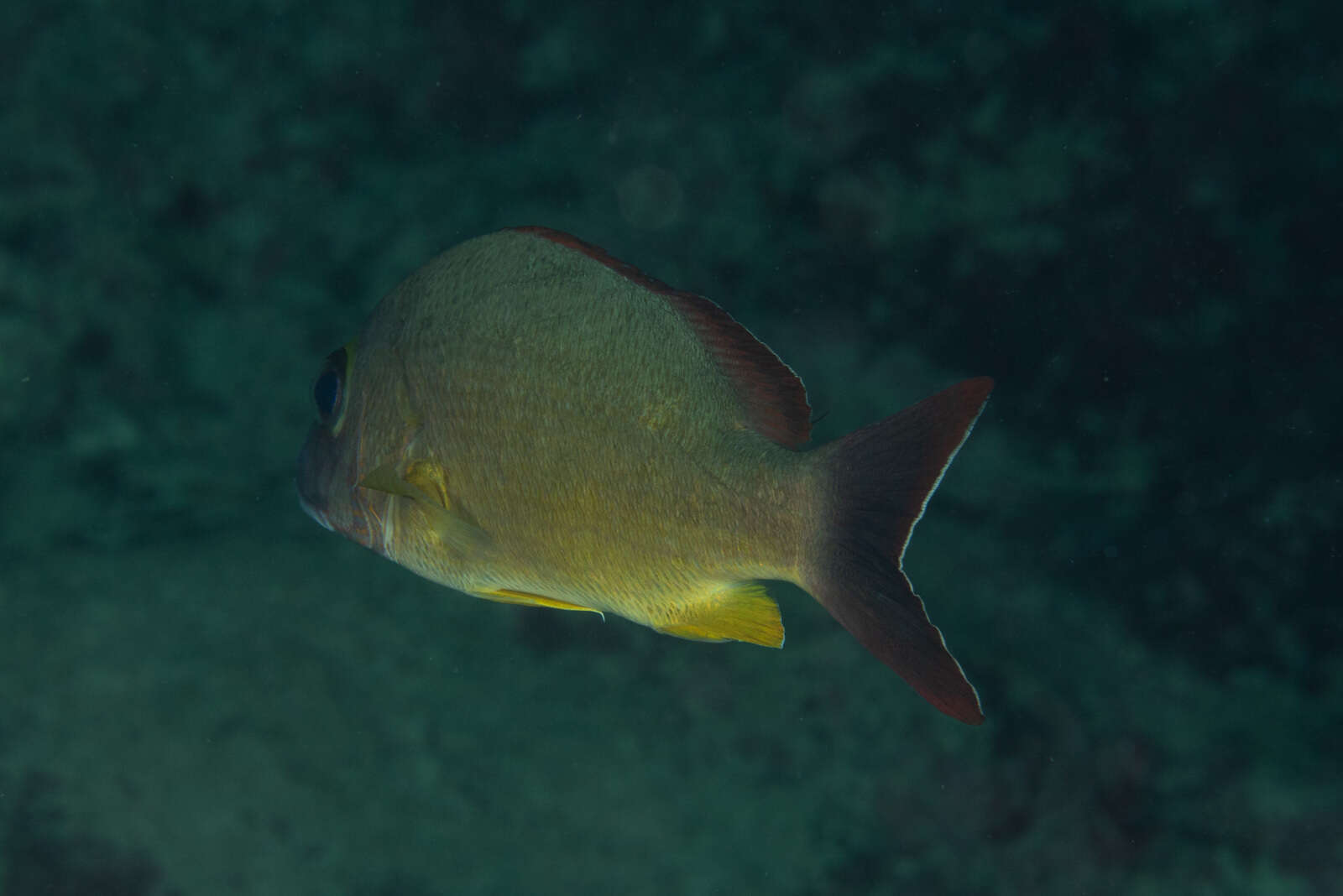 Image of Blacktail snapper