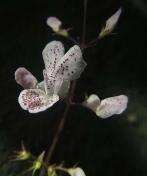 Image de Plectranthus ciliatus E. Mey.