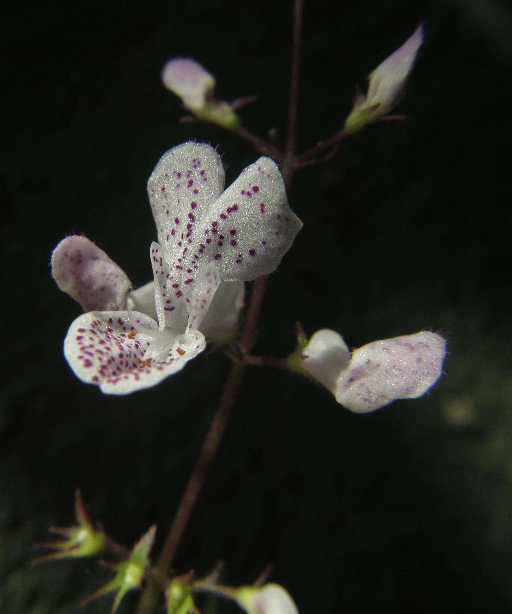 Image of speckled spur flower