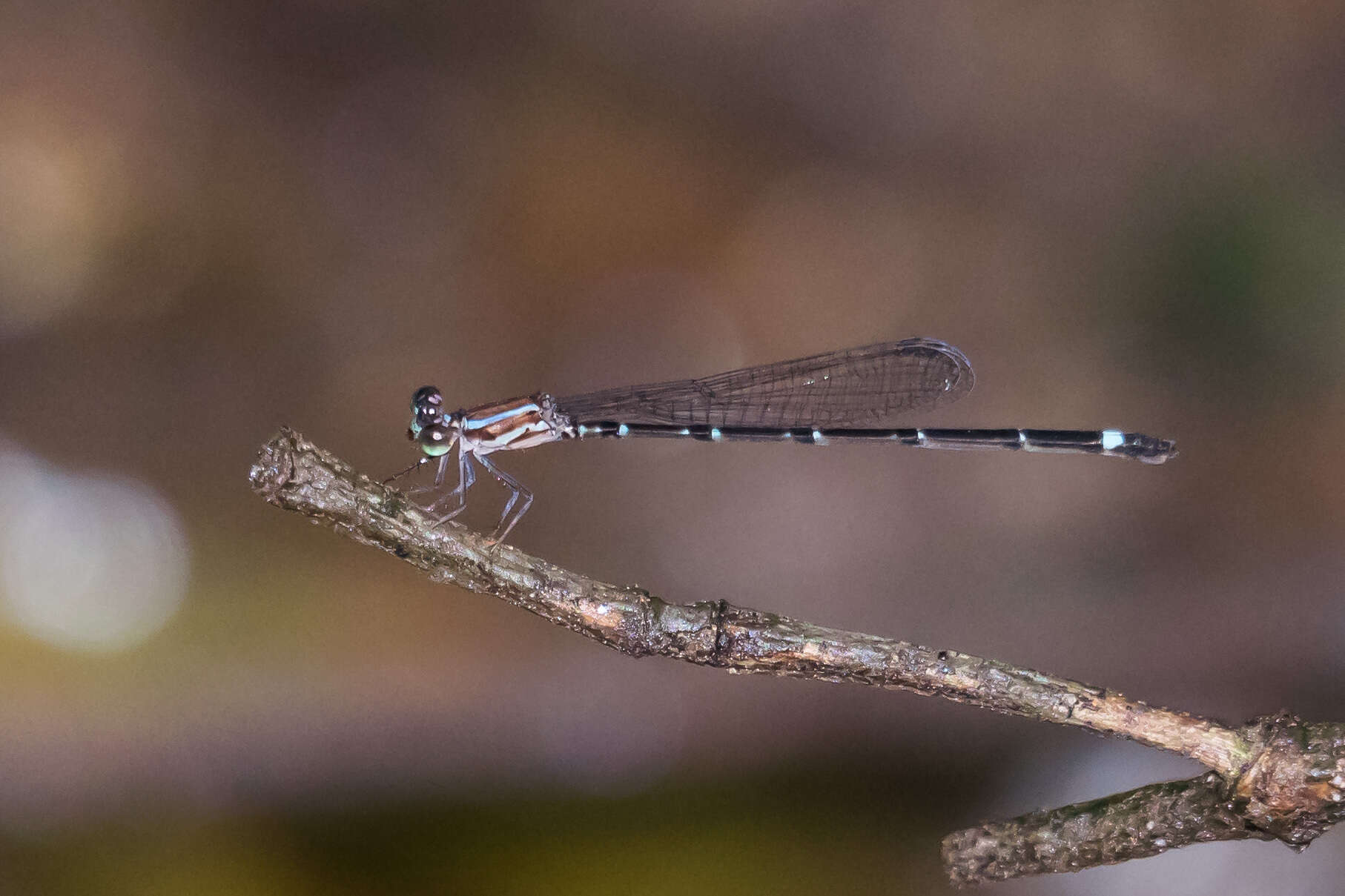 Image of Mortonagrion arthuri Fraser 1942