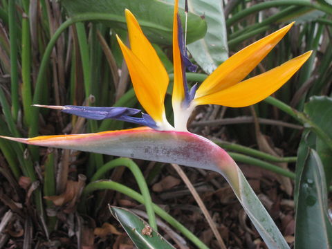 Image of Bird of Paradise