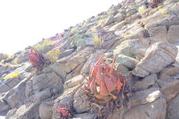 Image of Aloe gariepensis Pillans