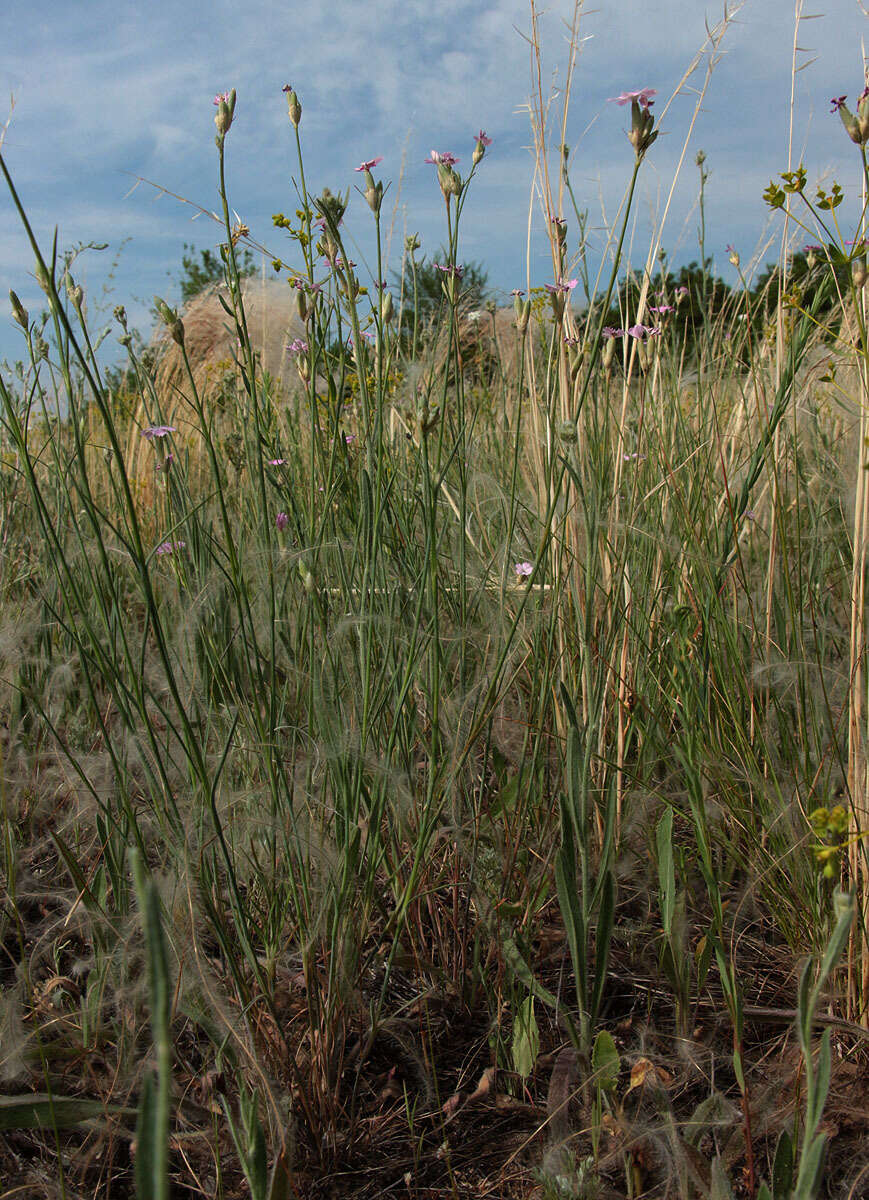 Image of Dianthus polymorphus Bieb.