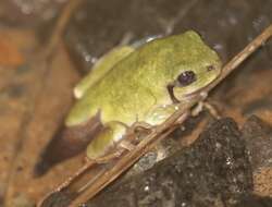 Image of Mozambique tree frog