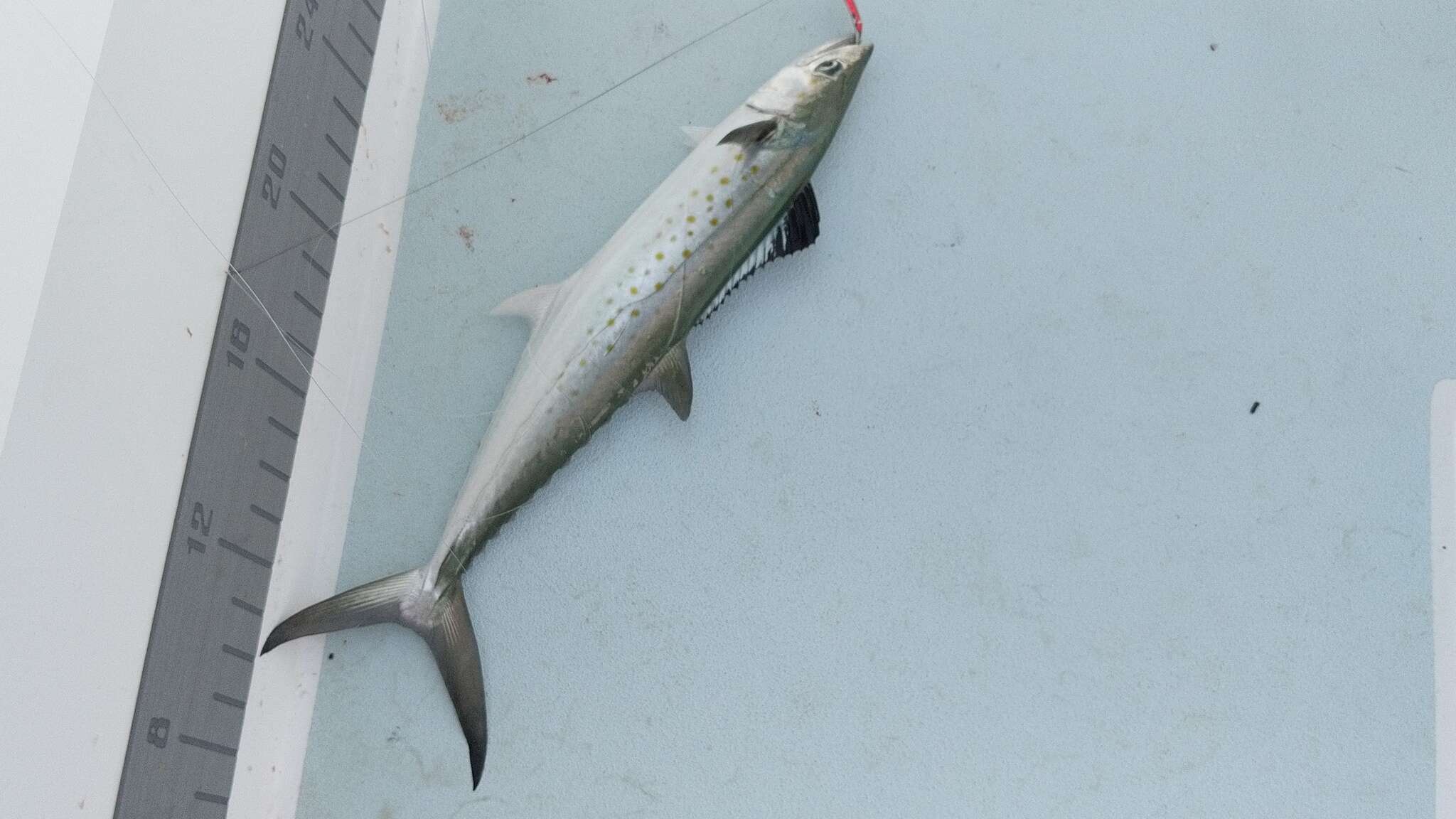 Image of Atlantic Spanish Mackerel