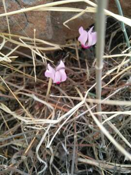 Image of florist's cyclamen