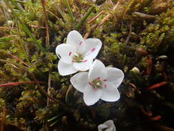 Image of Montia sessiliflora (G. Simpson) Heenan