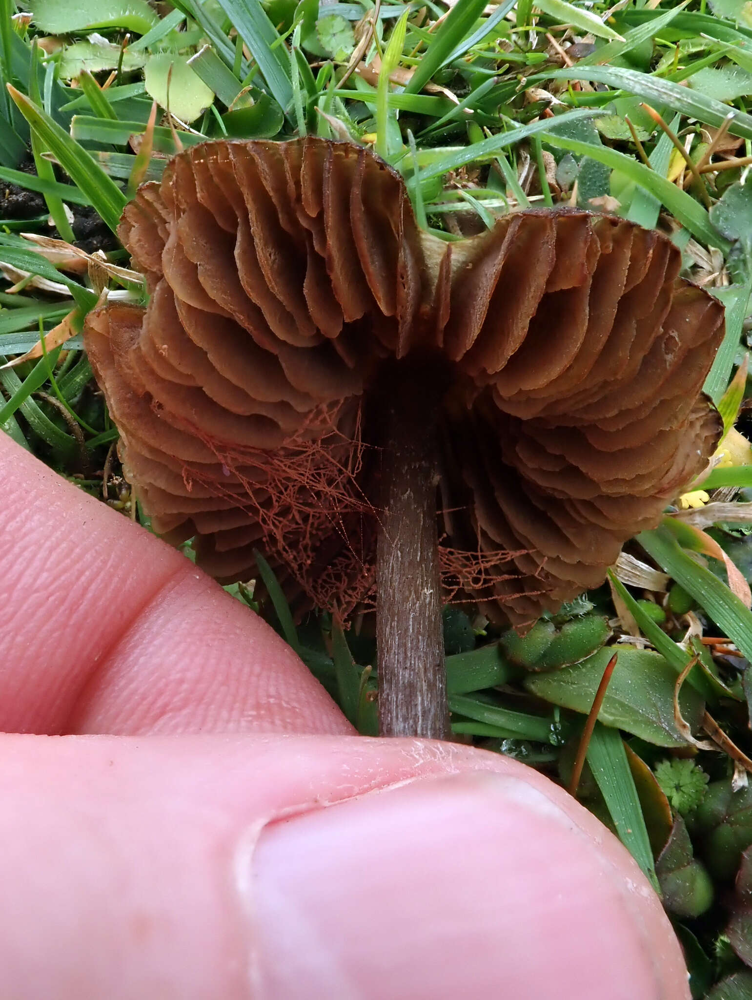 Image of Entoloma perzonatum E. Horak 1973