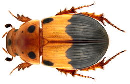 Image of <i>Aphodius septemmaculatus</i>
