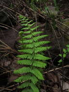 Image of Amauropelta argentina (Hieron.) Salino & T. E. Almeida