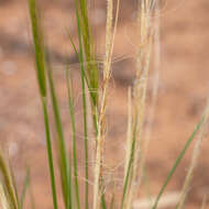 Image of Austrostipa nitida (Summerh. & C. E. Hubb.) S. W. L. Jacobs & J. Everett