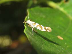 Imagem de Argyresthia goedartella Linnaeus 1758