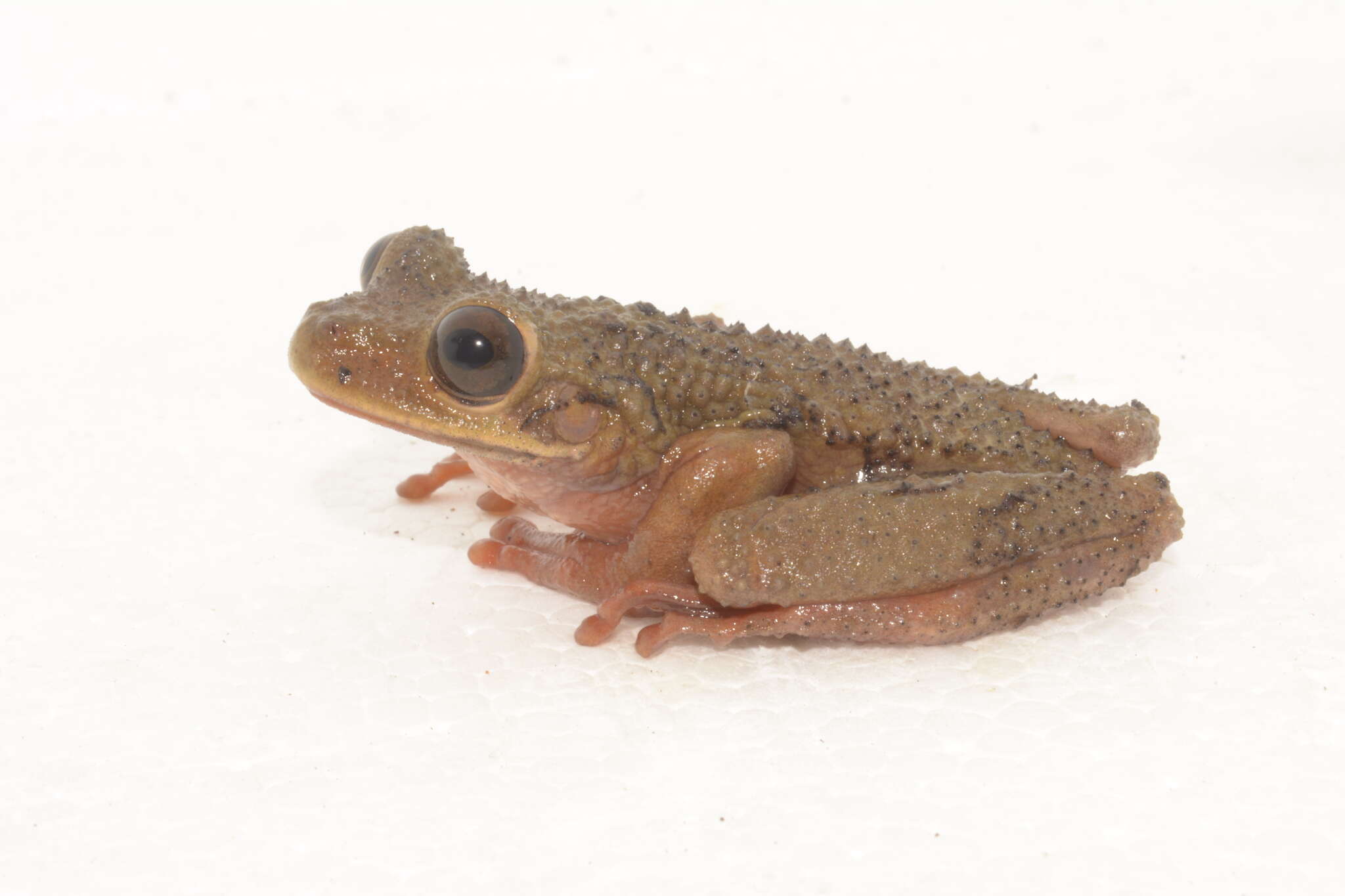 Image of Ecuador slender-legged treefrog