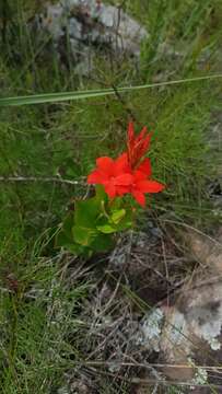 Plancia ëd Mandevilla coccinea (Hook. & Arn.) R. E. Woodson