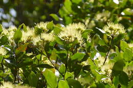 Image de Metrosideros nitida Brongn. & Gris