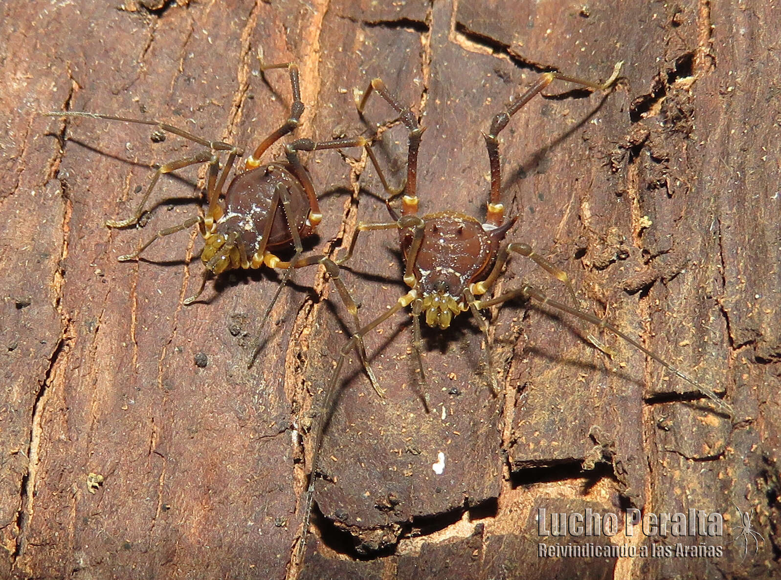 Image de Discocyrtus testudineus (Holmberg 1876)