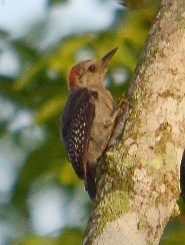 Image of Yucatan Woodpecker