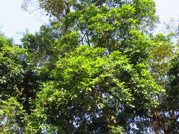 Imagem de Cinnamomum reticulatum Hayata