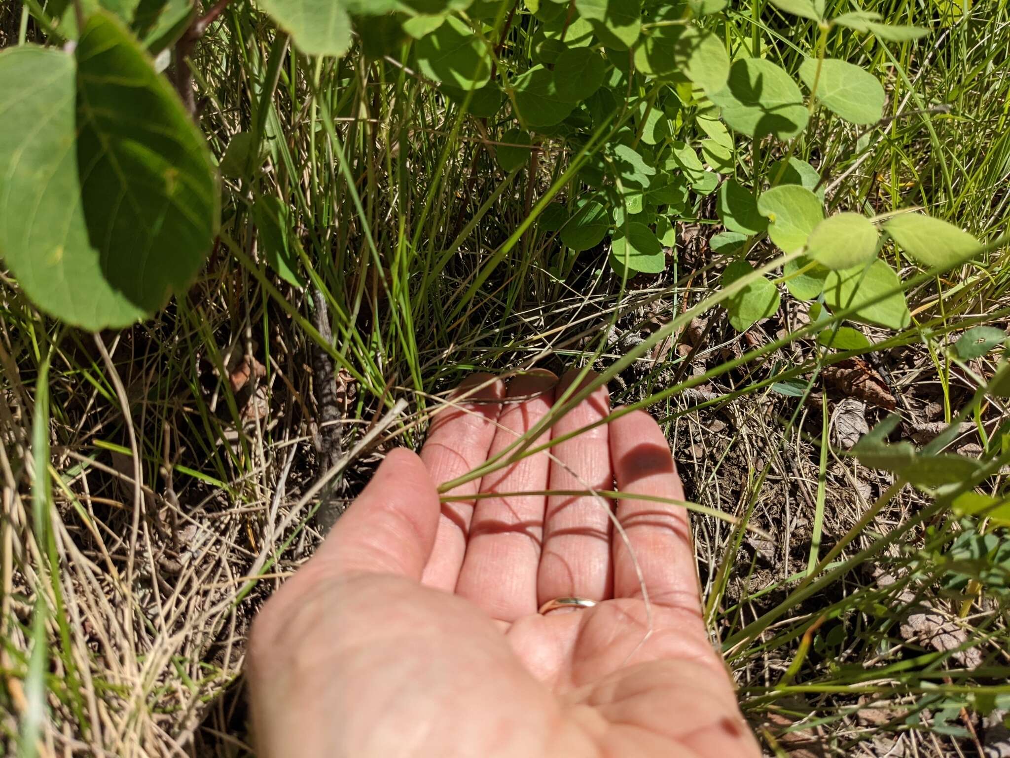 Image of whitescale sedge