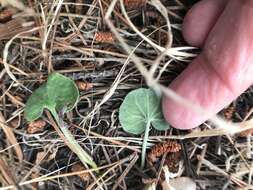 Dichondra donelliana Tharp & M. C. Johnston resmi