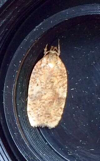 Image of Four-dotted Agonopterix