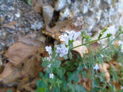 Image of lesser calamint