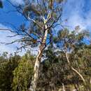 Image of Eucalyptus dalrympleana subsp. dalrympleana