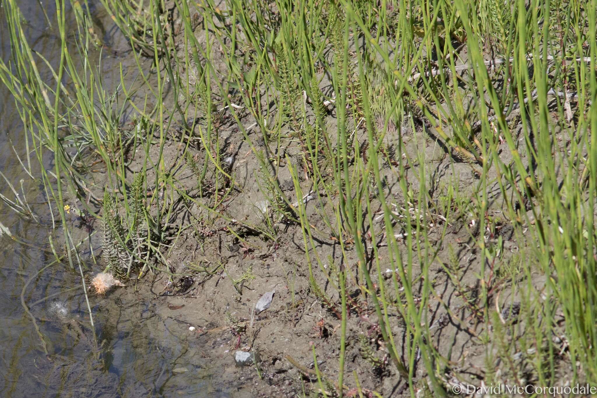 Image of Mare's Tail