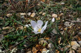 Image de Colchicum triphyllum Kunze