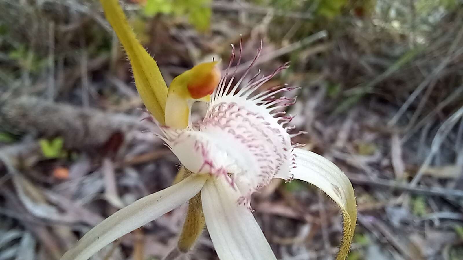 Image of Coastal white spider orchid