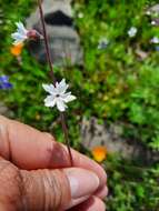 Image of Bolander's woodland-star