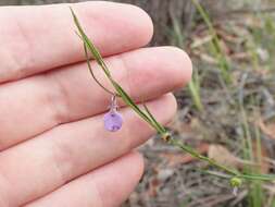 Pigea vernonii (F. Muell.) P. I. Forst. resmi