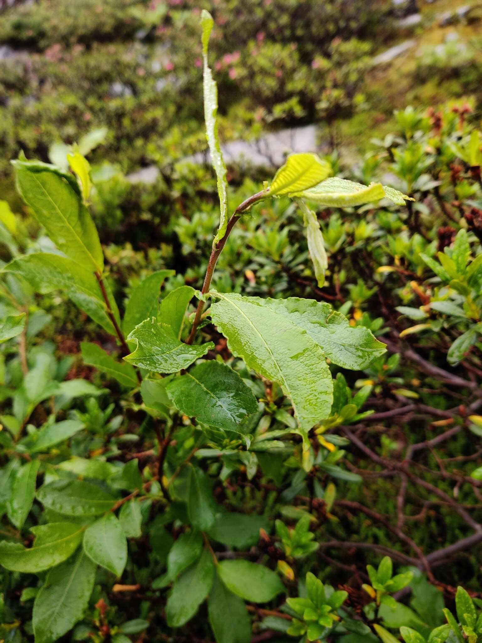 Image of Salix appendiculata Vill.