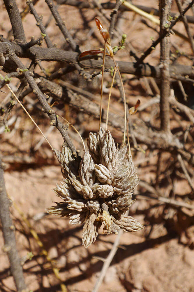 Image of Tillandsia bryoides Griseb. ex Baker