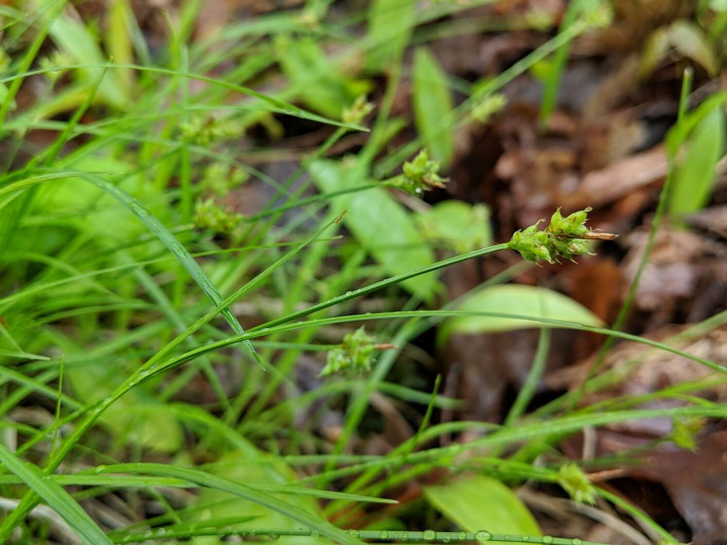 Image of Peck's sedge