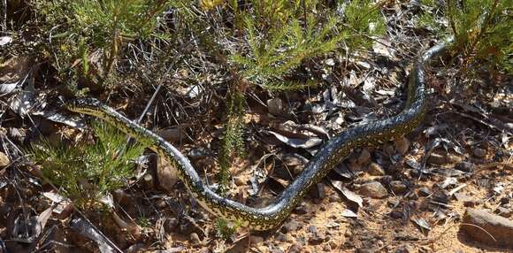 Image of Diamond python