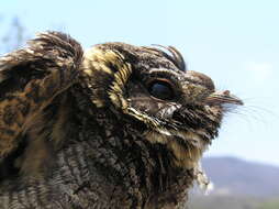 Image of Buff-collared Nightjar