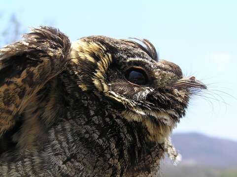 Image of Buff-collared Nightjar