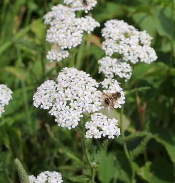 Image of Siberian yarrow