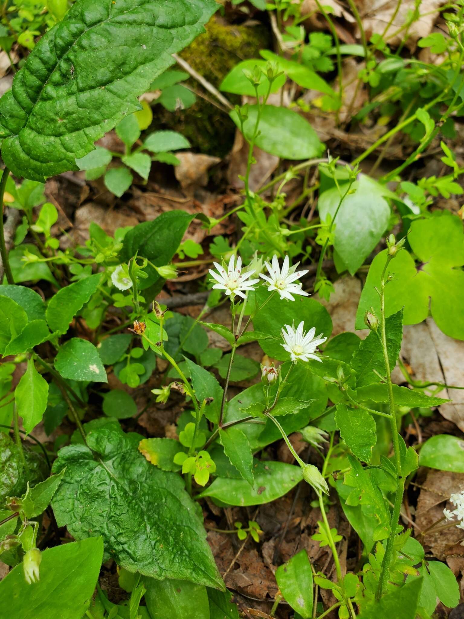 Image of Tennessee starwort