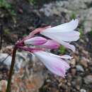 Image of Nerine pudica Hook. fil.