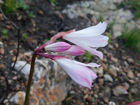 Image of Nerine pudica Hook. fil.