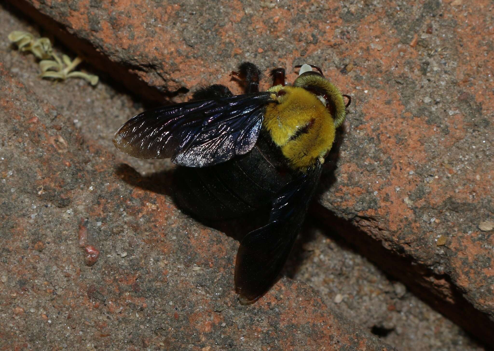 Image of Xylocopa ruficornis Fabricius 1804